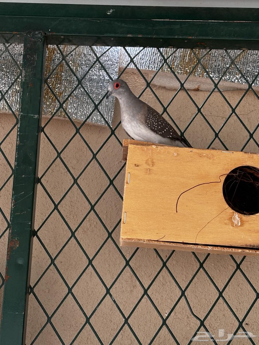 طيور زيبرا64369718734851112