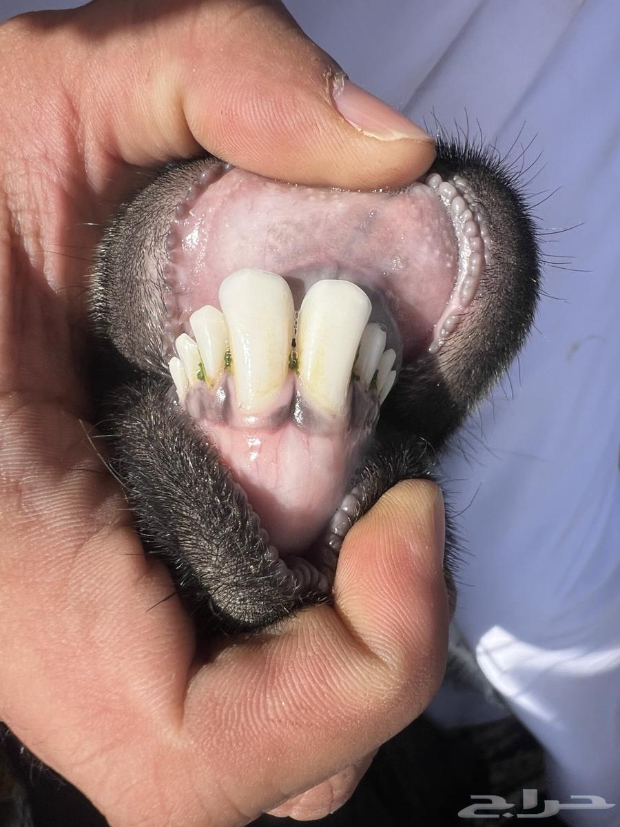 شياه مضاريع ومعزاء64367347424386114