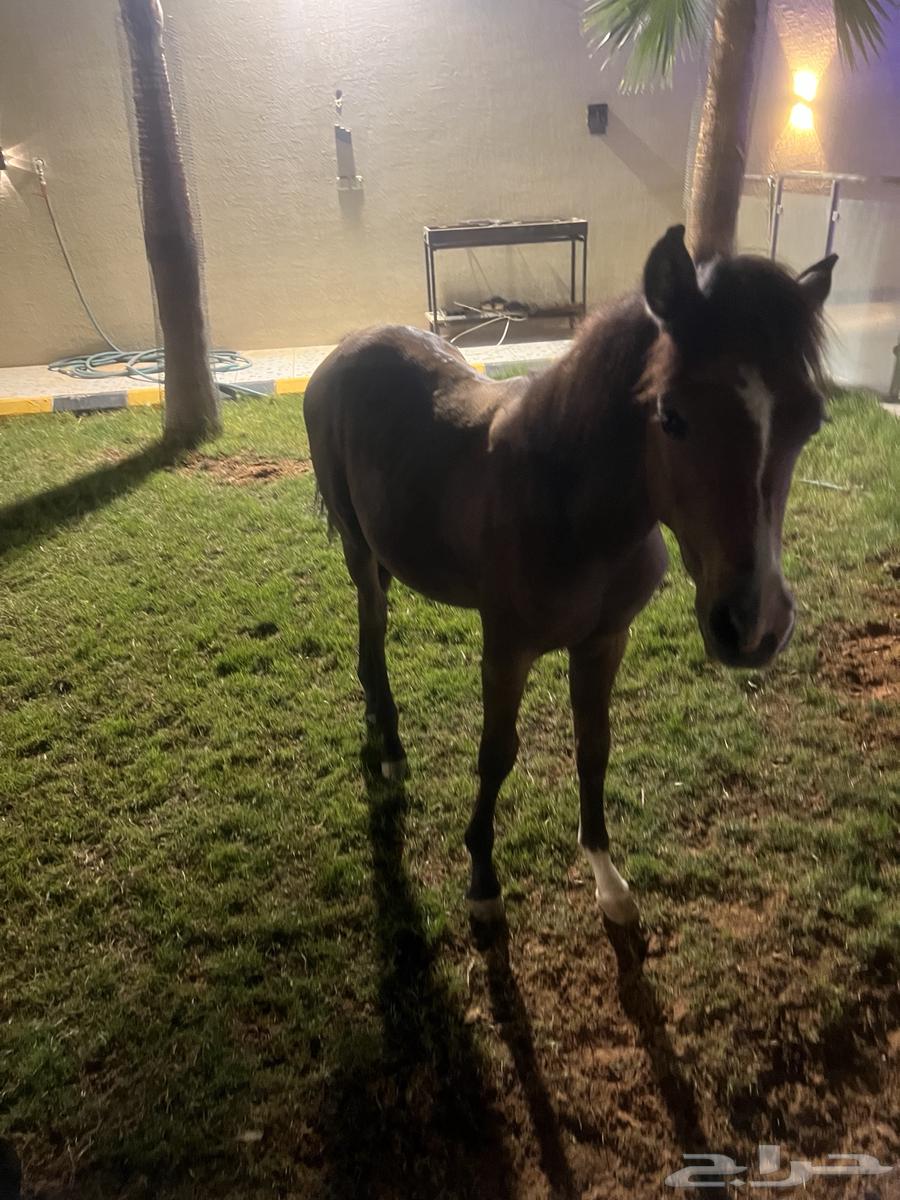 الرياض ديراب64363711172098111