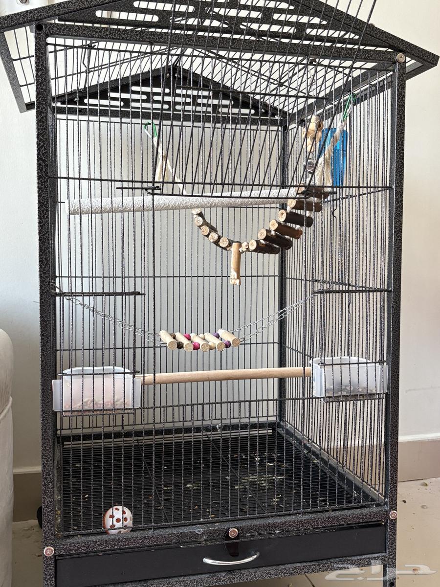 صن كنيور64366307887362113