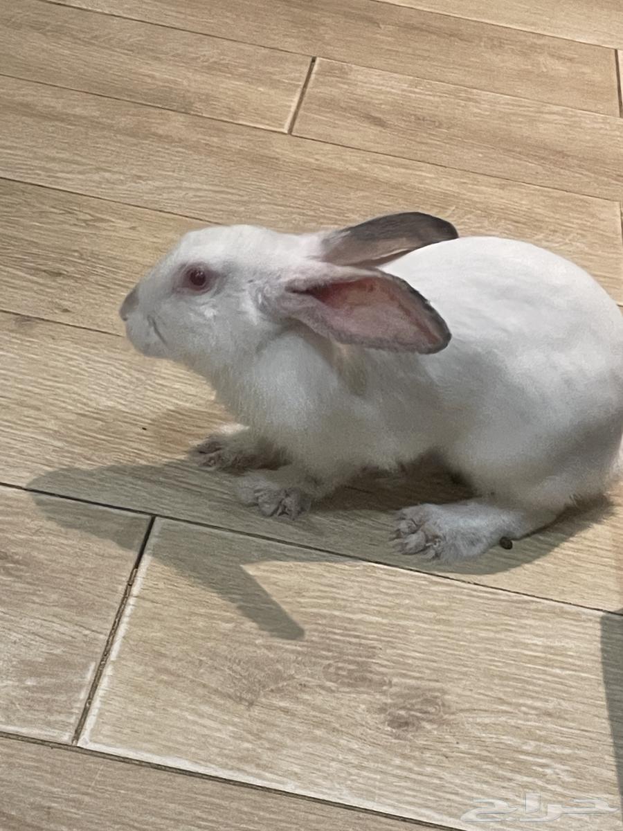 أرنب فرنسي للبيع في جدة64370248210307113