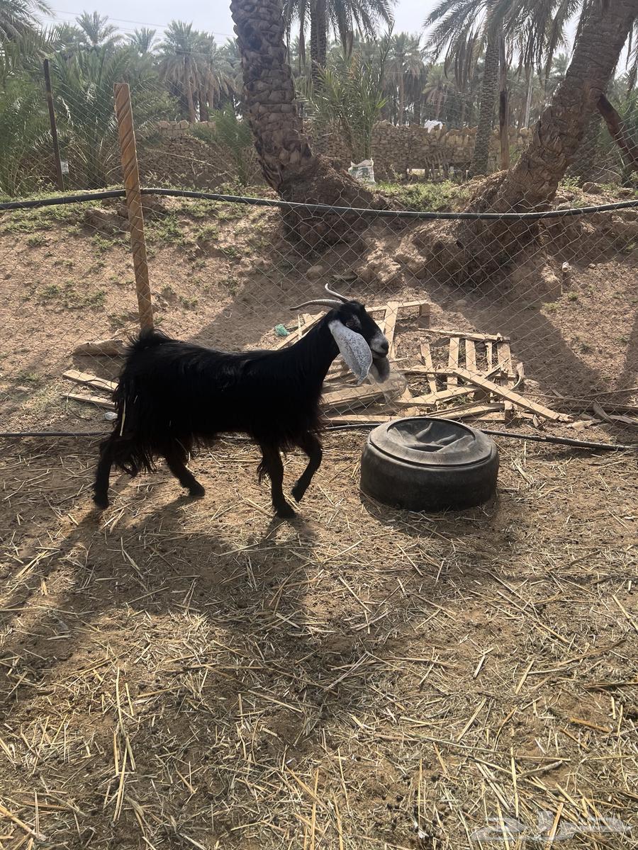 Goat for sale, complete with buck64367347374979112