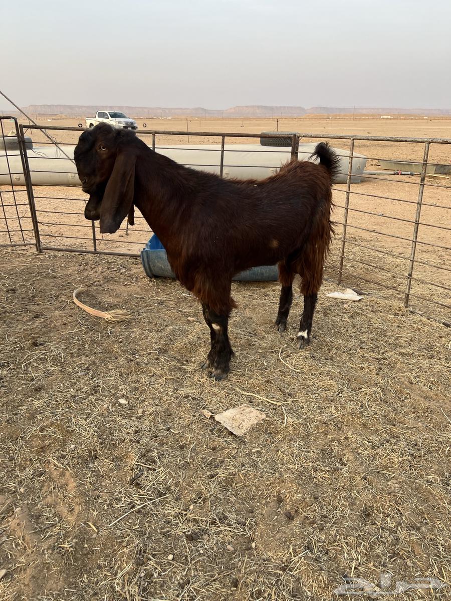 تيس قبرصي جذع64375171107458111