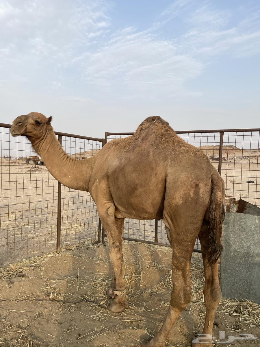 جمل احمر للبيع64369352423299111