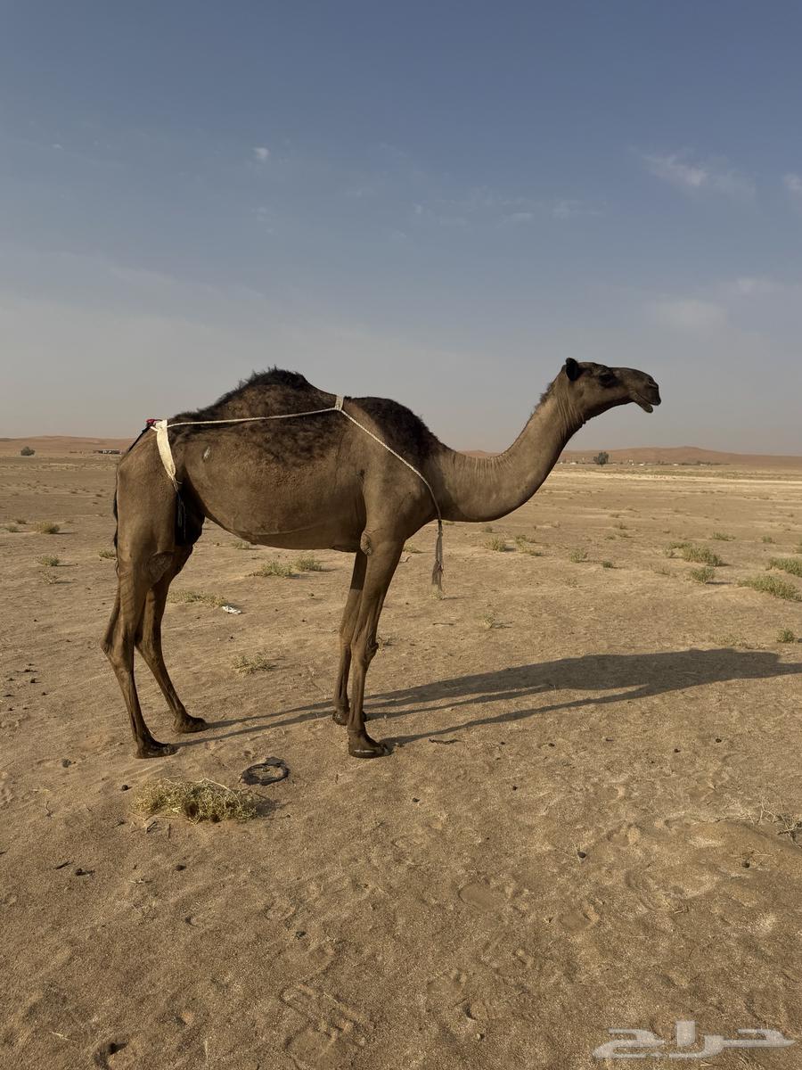 للبيع عشاير العدد ثنتين وخفوت64367988818433111