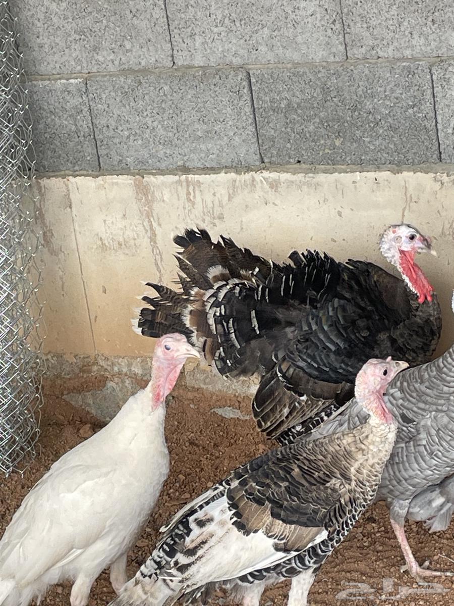 ديك رومي64372419913730110