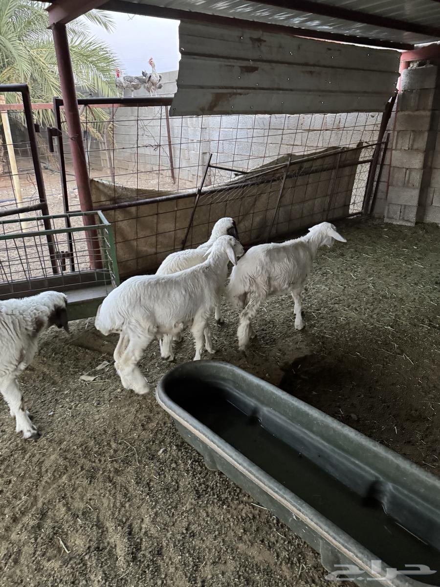 Tayebat Sheep64375274145026113