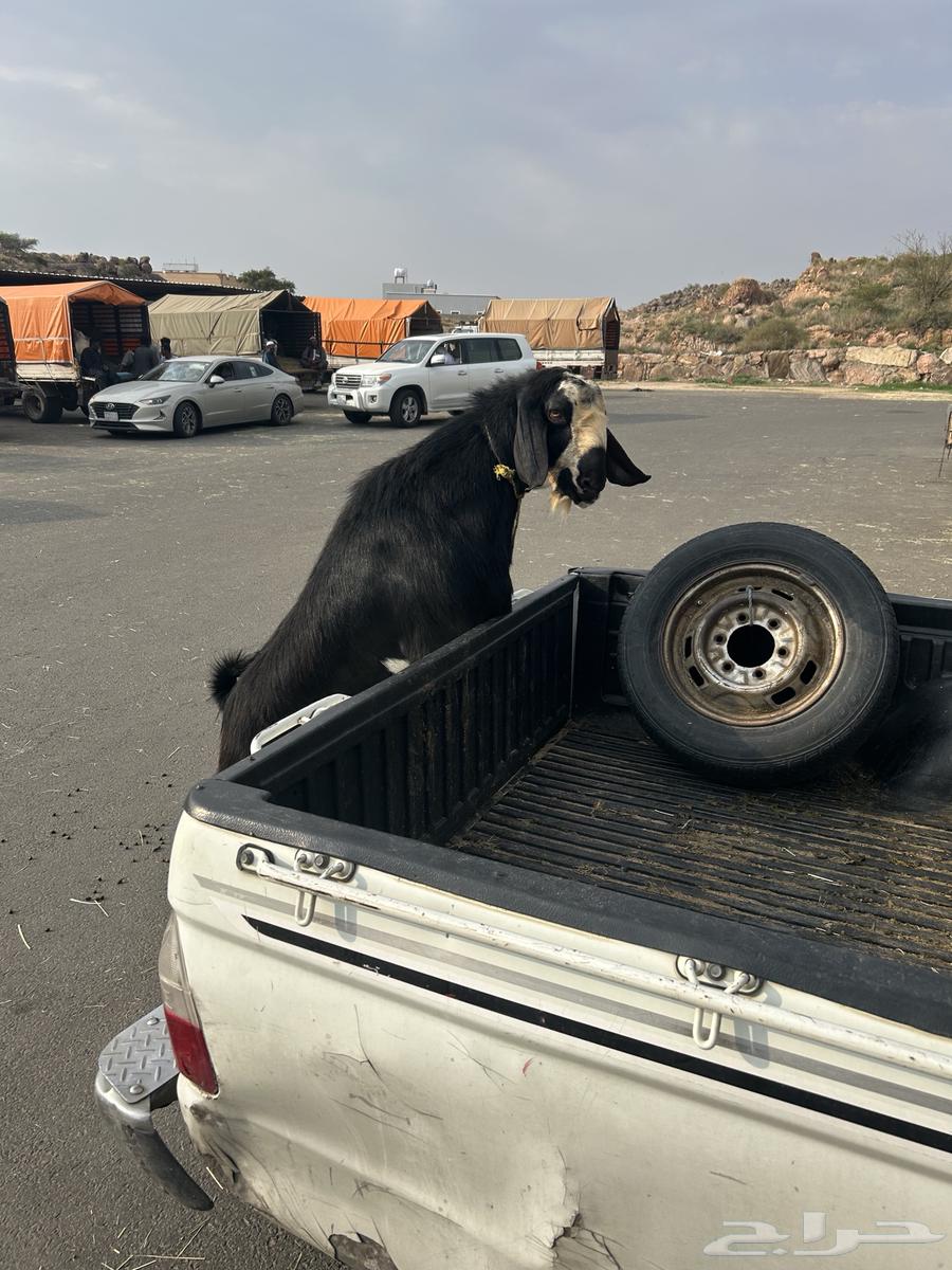 تيس فحل كفو شرط يضرب سنه رباع قالع سديس تقريبا64368820663299112