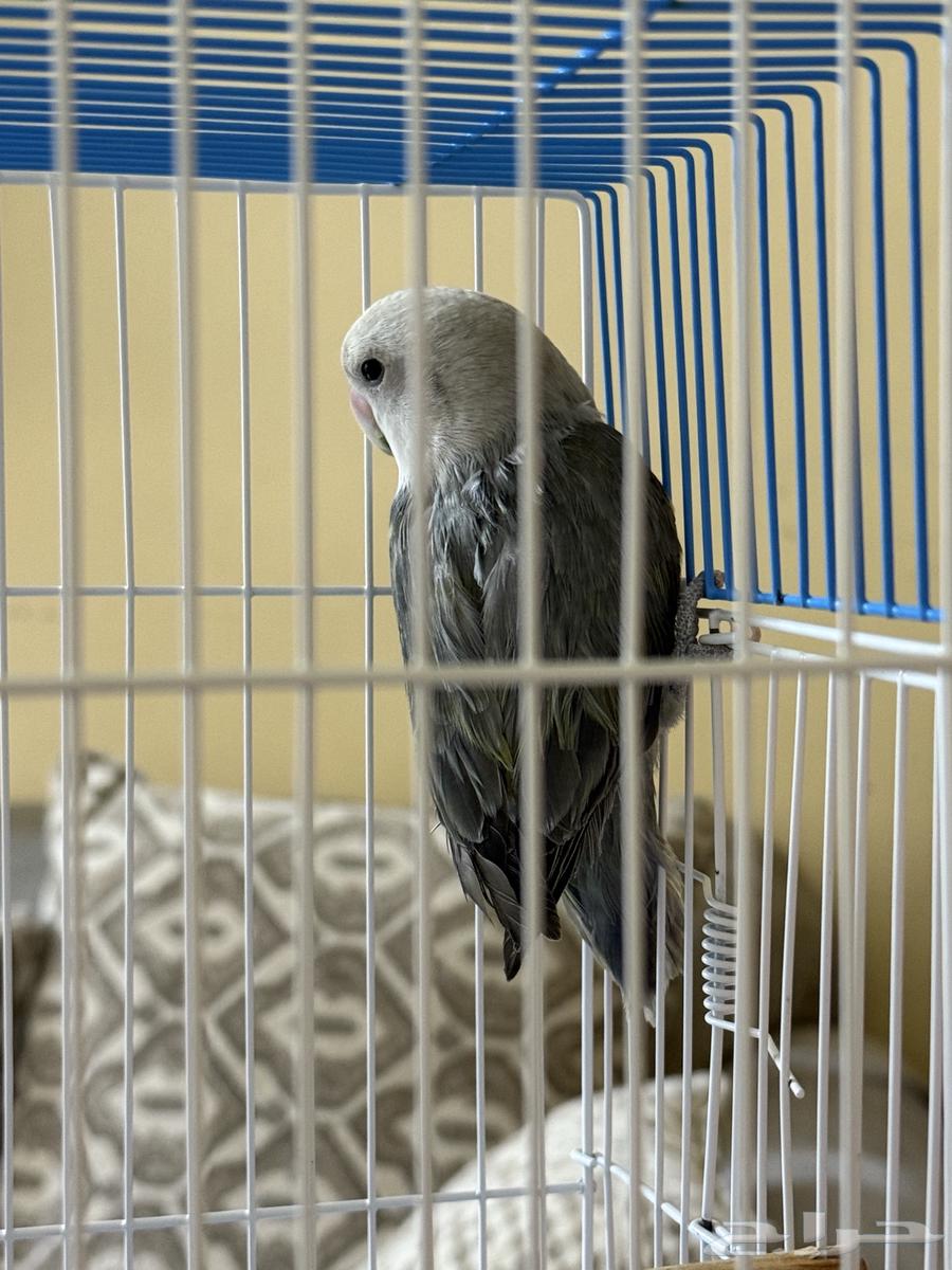 روز ذكر العمر 5 شهور64366775897986110