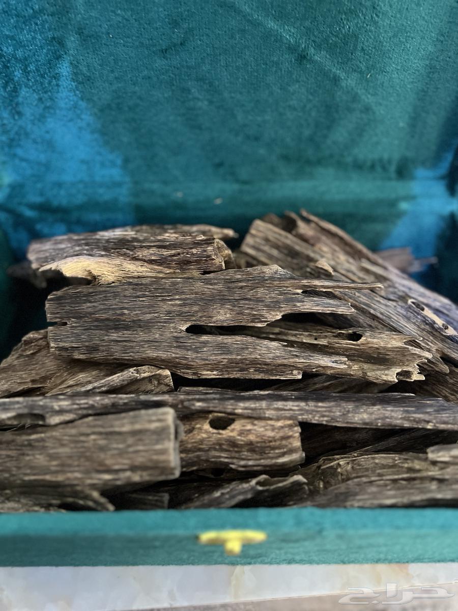 عود نقلاند هندي64371104071554113