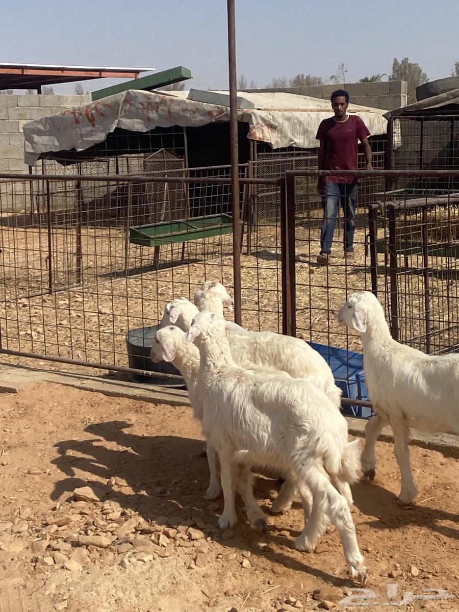 للبيع رخال حري64365938479747112