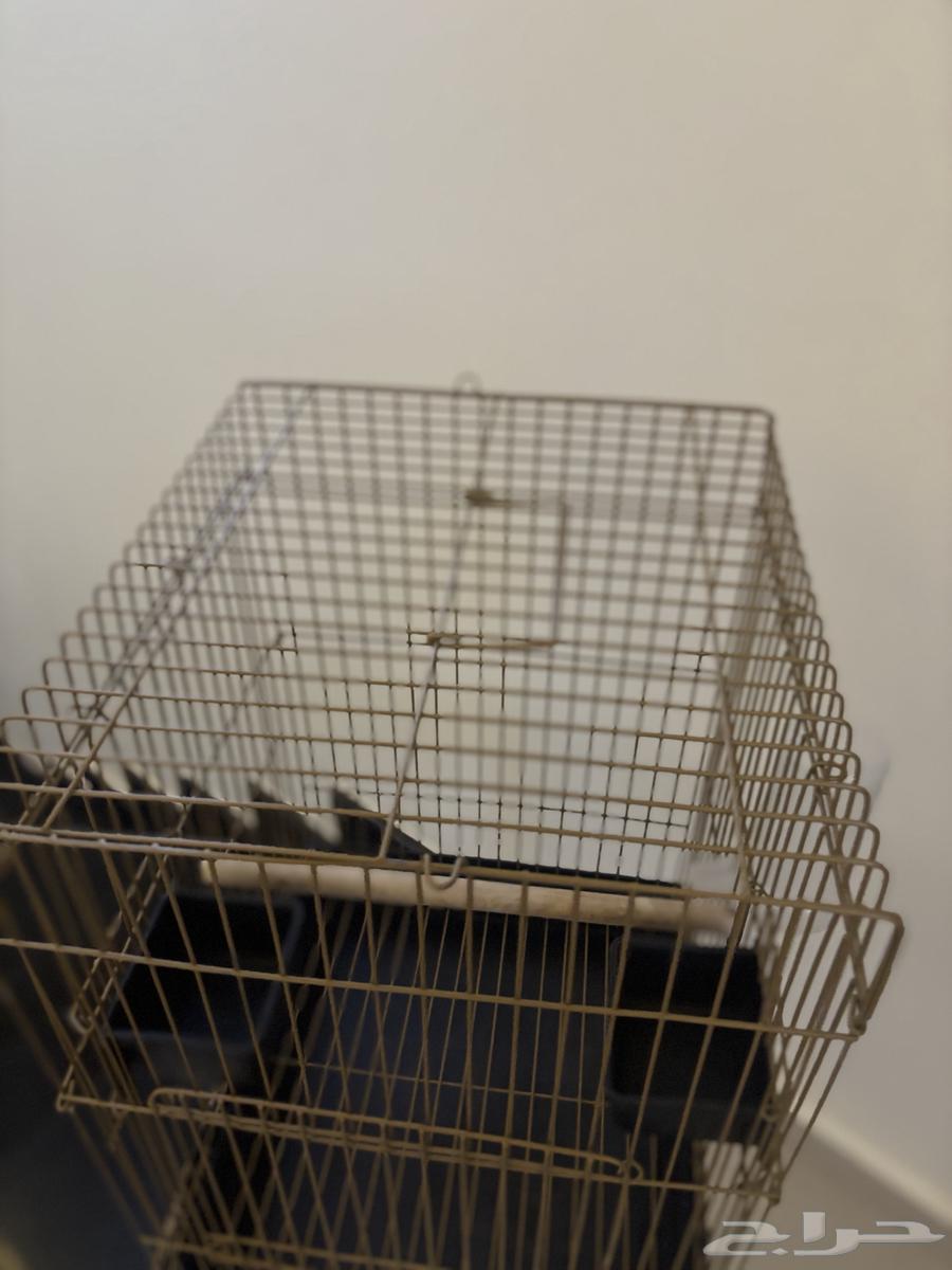 شبك طيور للبيع نظيف64372082284930113