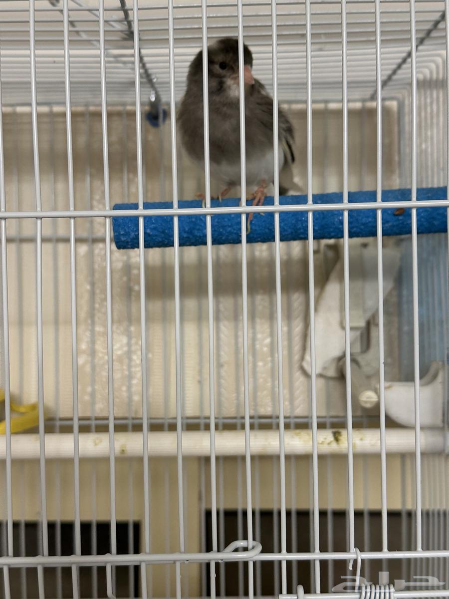 كناري ذكر لون مميز64366130567809110