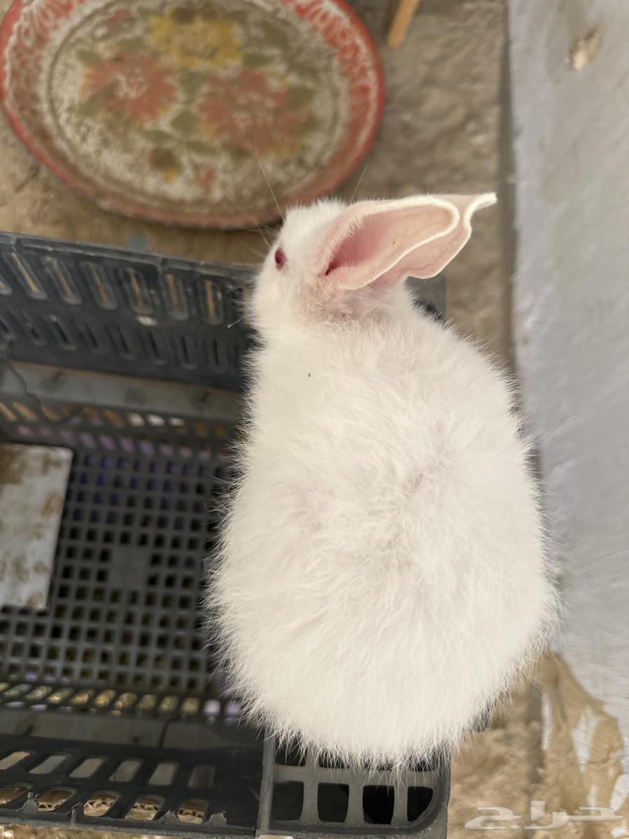 أرنب فرنسية للبيع أنثى64369674431490112