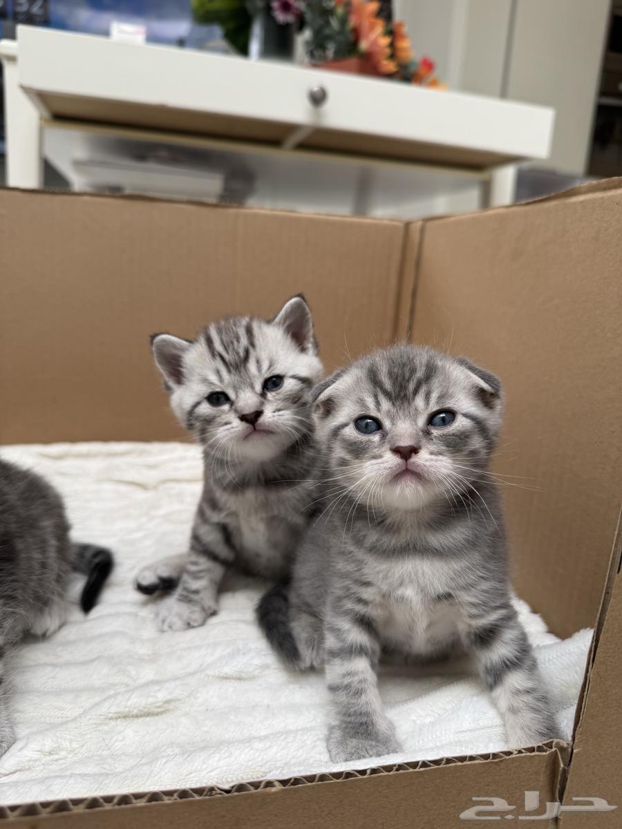 Scottish Fold Kitten64366615180675110