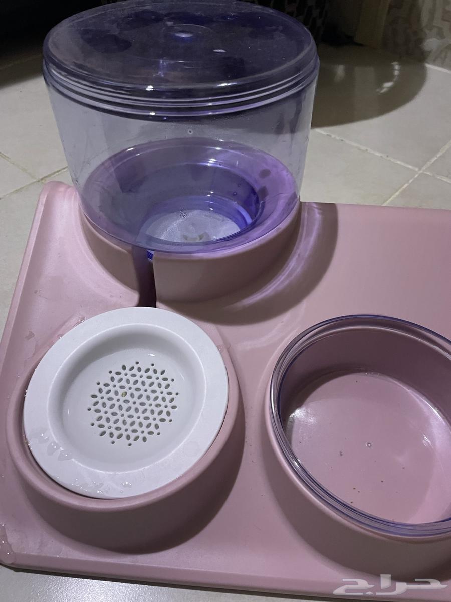 Cat items for single use only64375452818177113