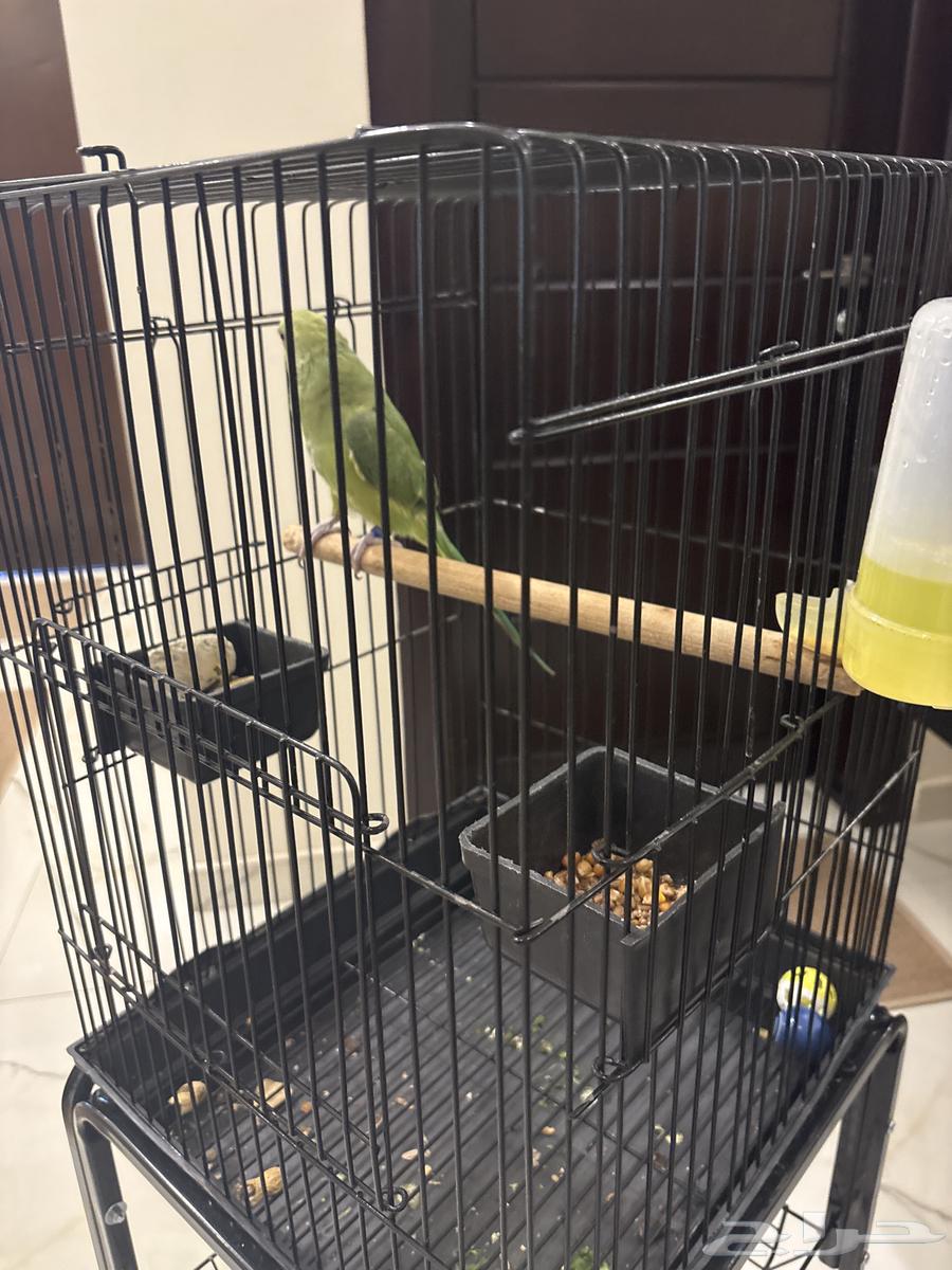 Zaatar, a 7-month-old valley bird63618482275970114