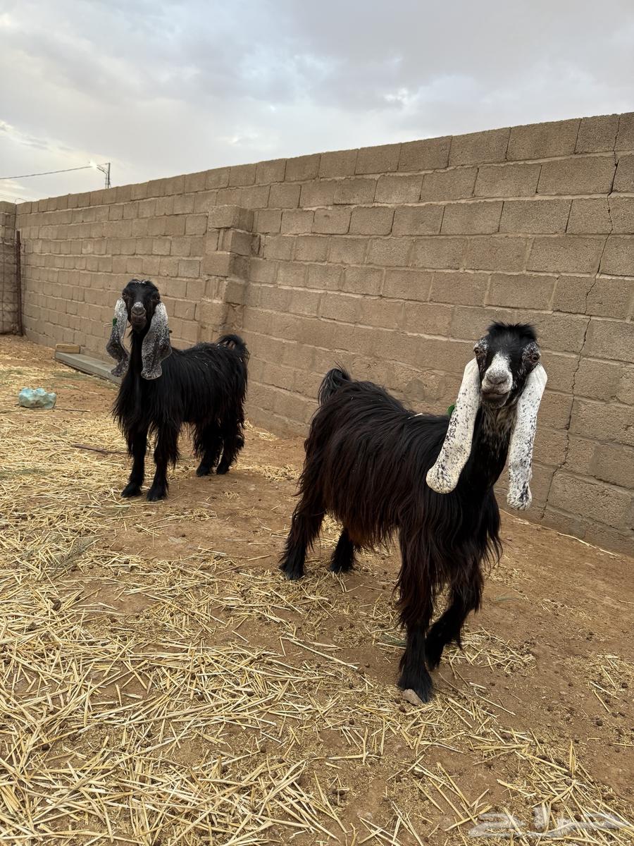 معزا عوارض للبيع64368791354370111