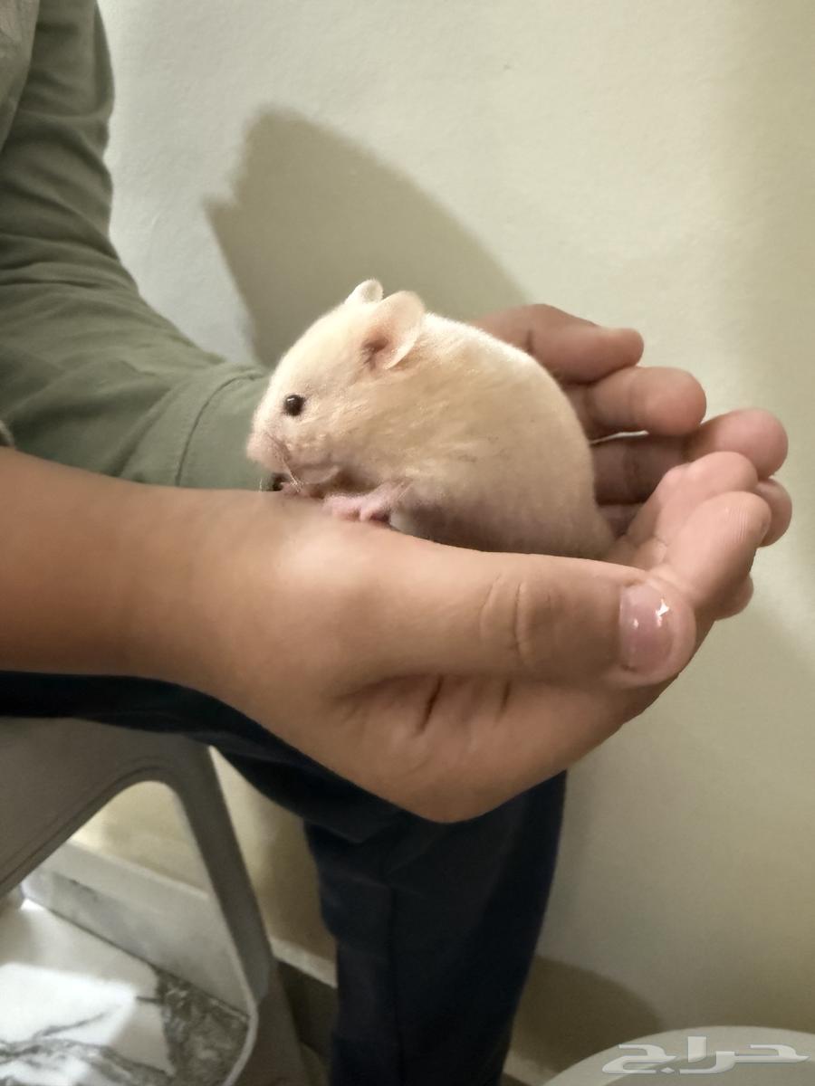 Syrian hamster for 15 SAR each64367055610113114