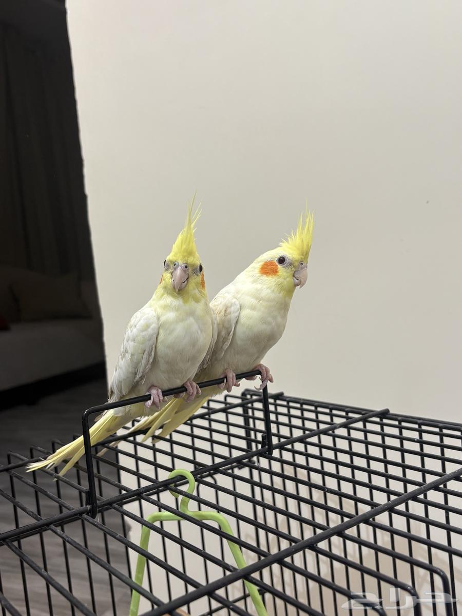 للبيع جوز كروان إليف64363041186179112