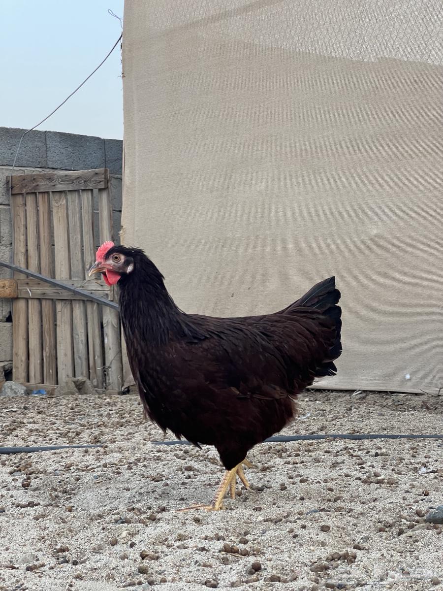 تم البيع دجاج رود ايلاند64365484646019113