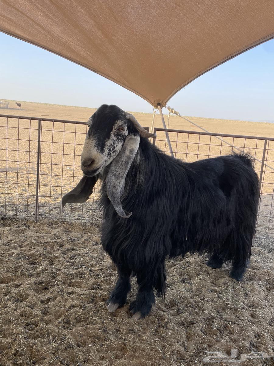 Stud goat64367172889473112