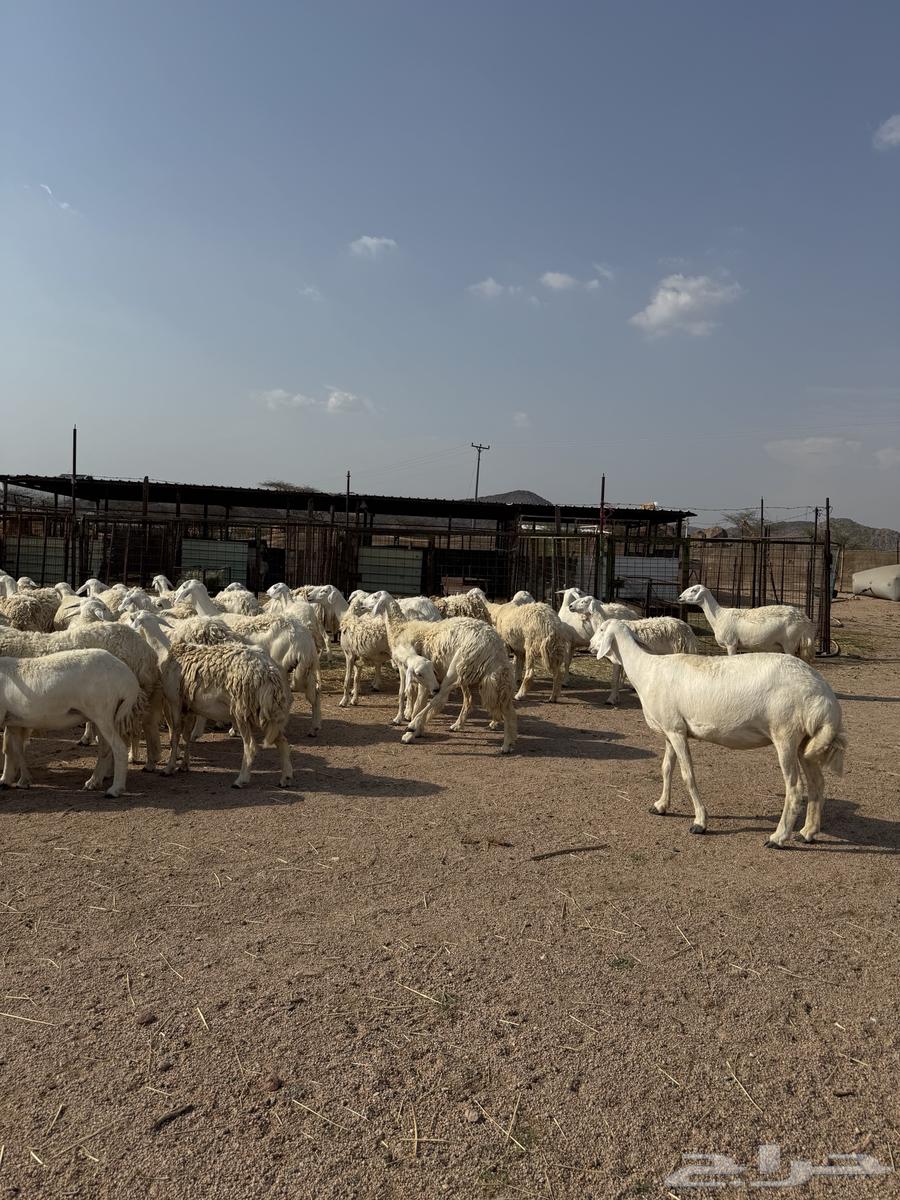 رخال حريات صنف ودفيع64373462715649110