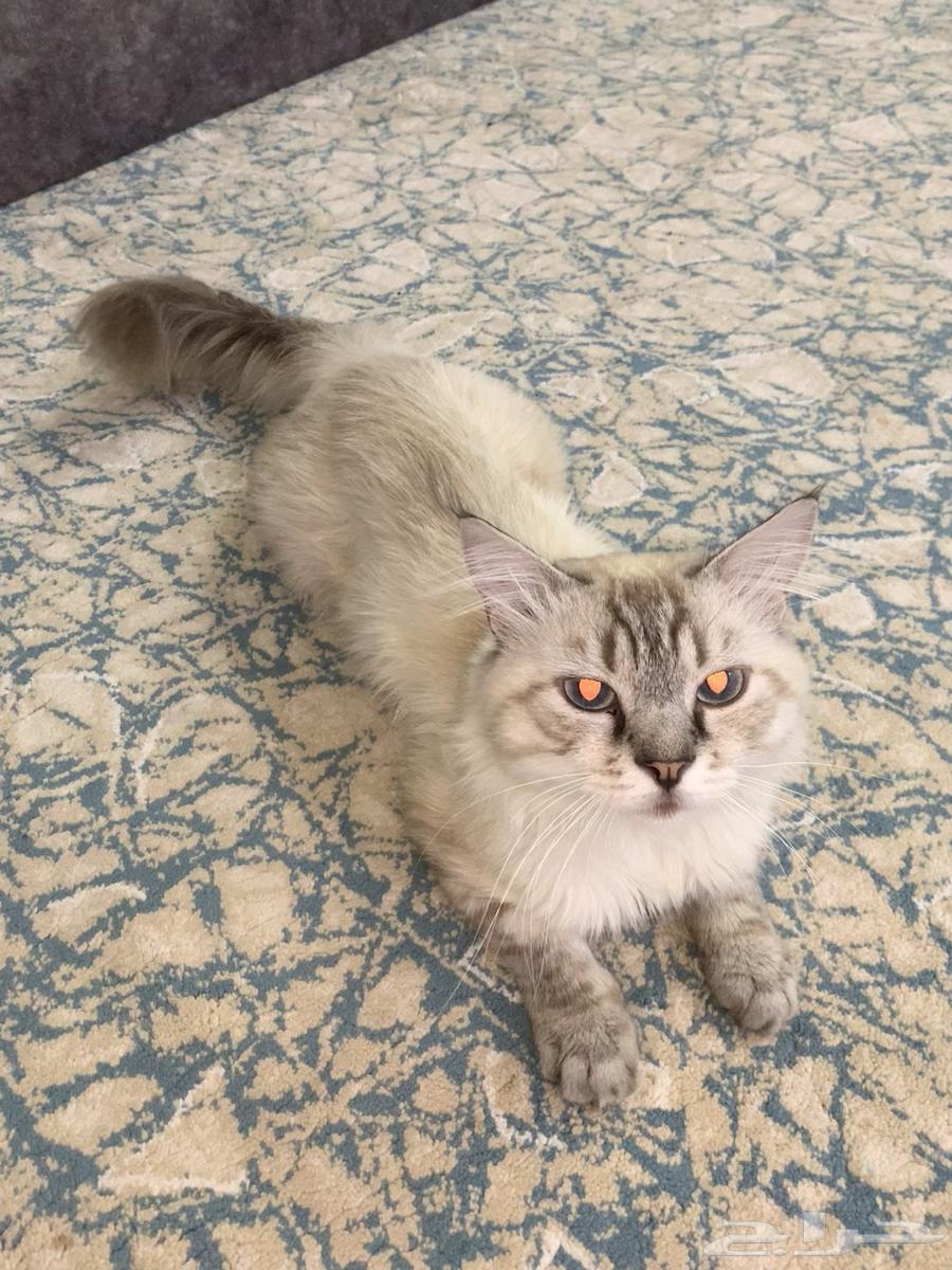 هر شيرازي للبيع64370352056961110