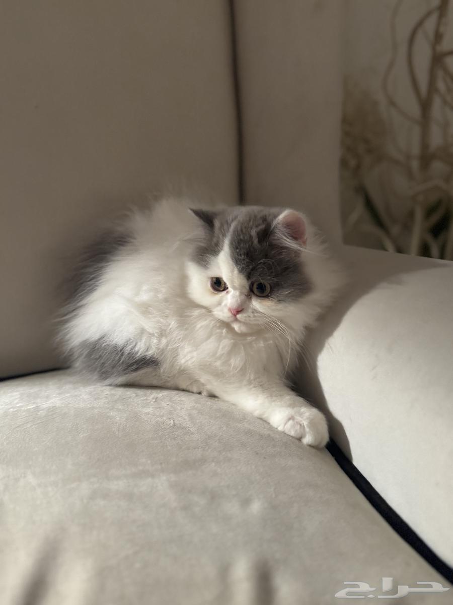 قط للبيع64377093796739110