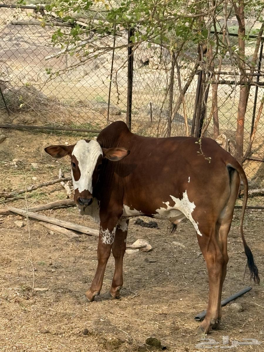 حسلان بلدي64366071293314111