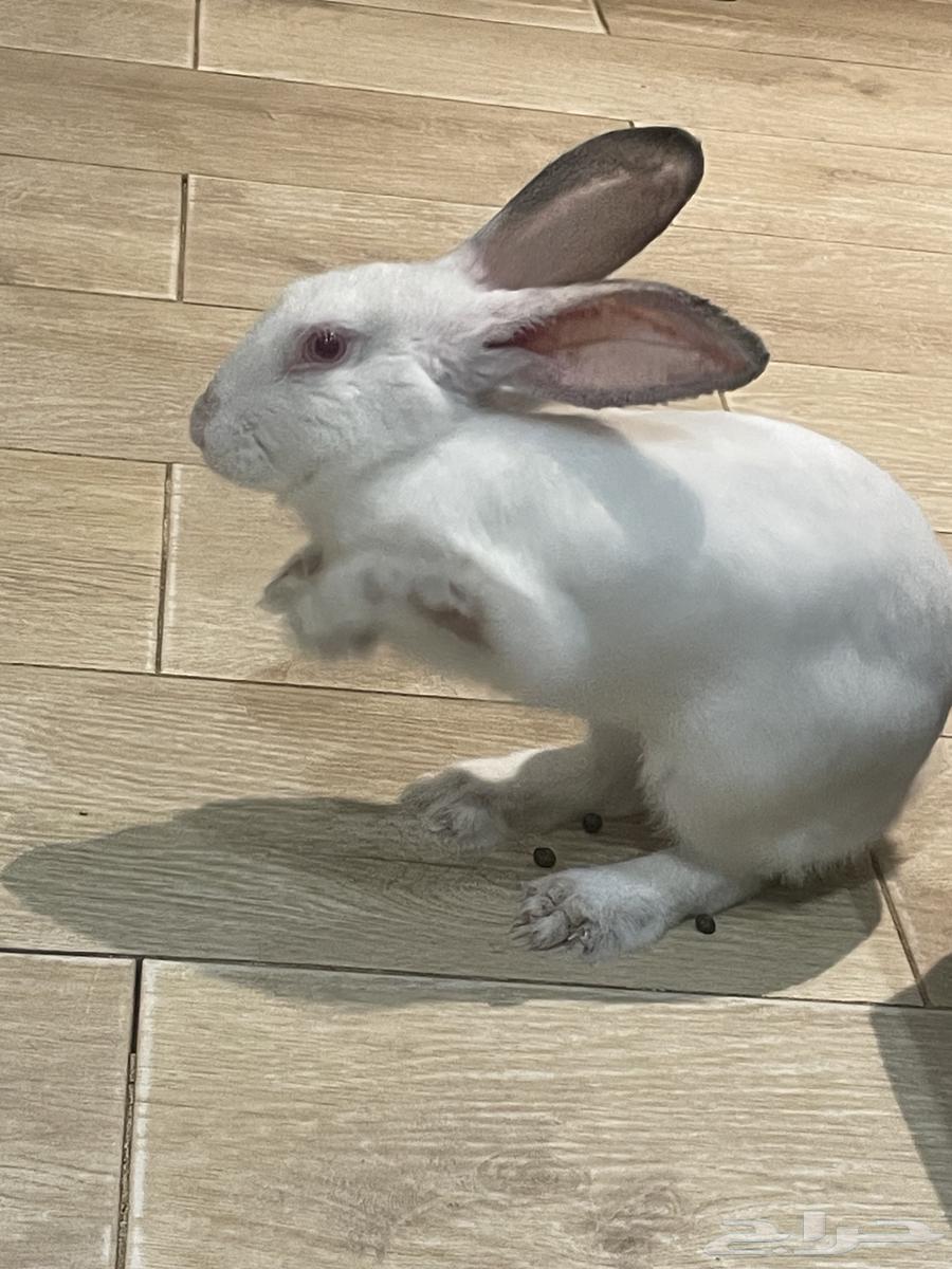 أرنب فرنسي للبيع في جدة64370248210307110