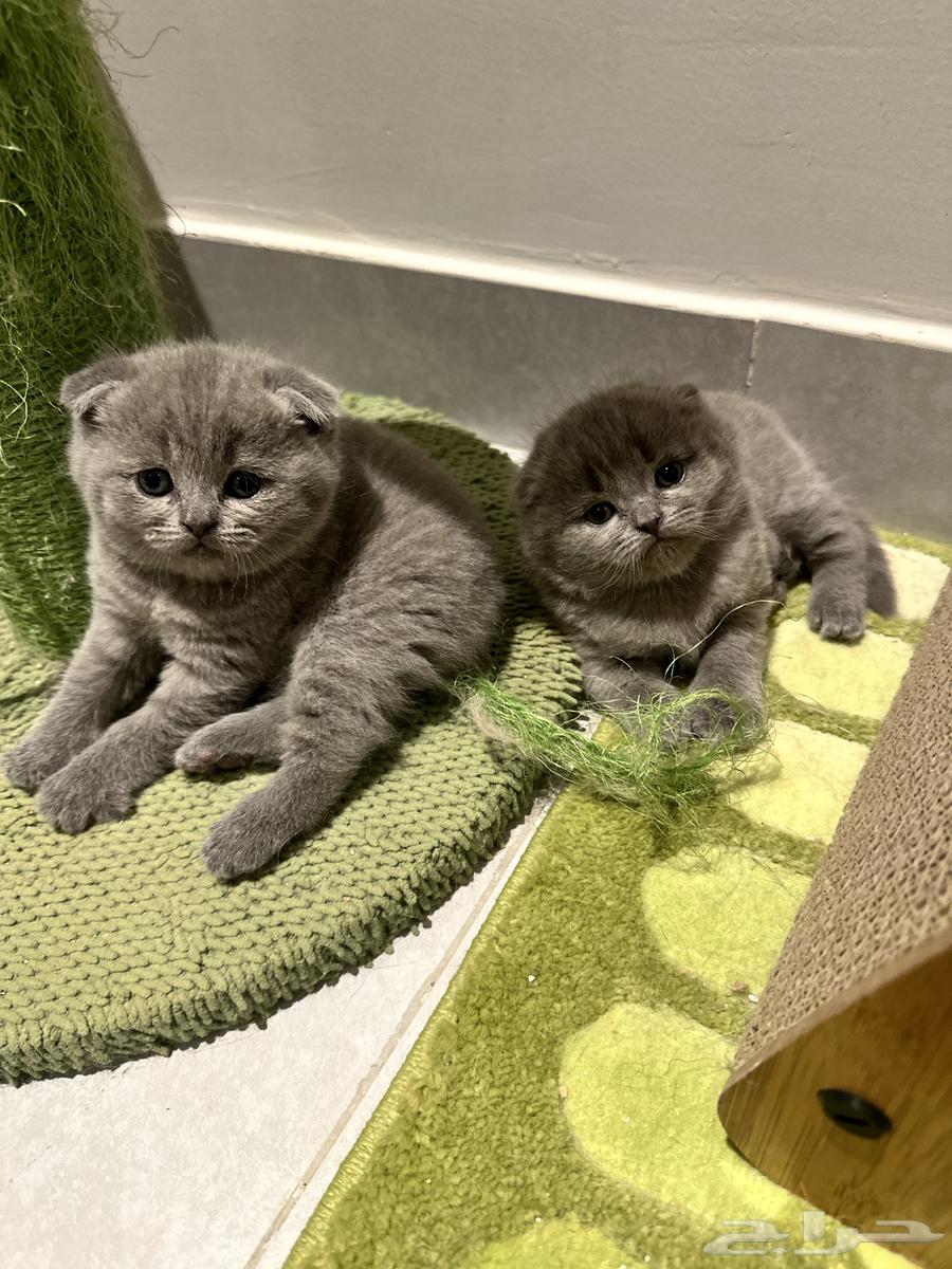 قط كيرلا سكوتلاندي نقي الدم64363681350913112