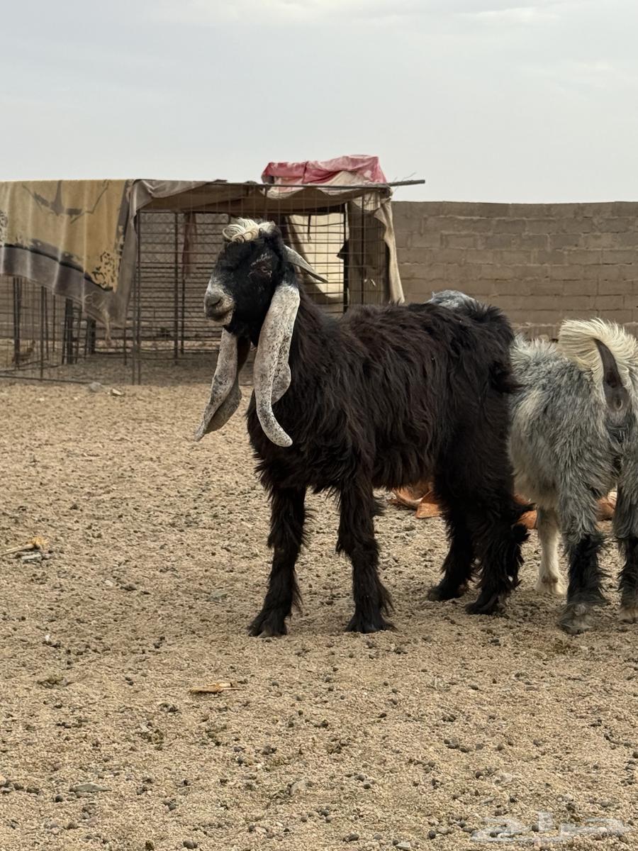 Goat64371452496514112