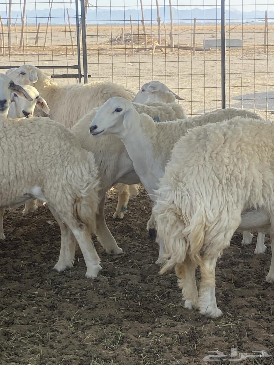 ضان حرش جذعات وثنيه العدد 15 صنف من الطايف اصلها64366571492225110