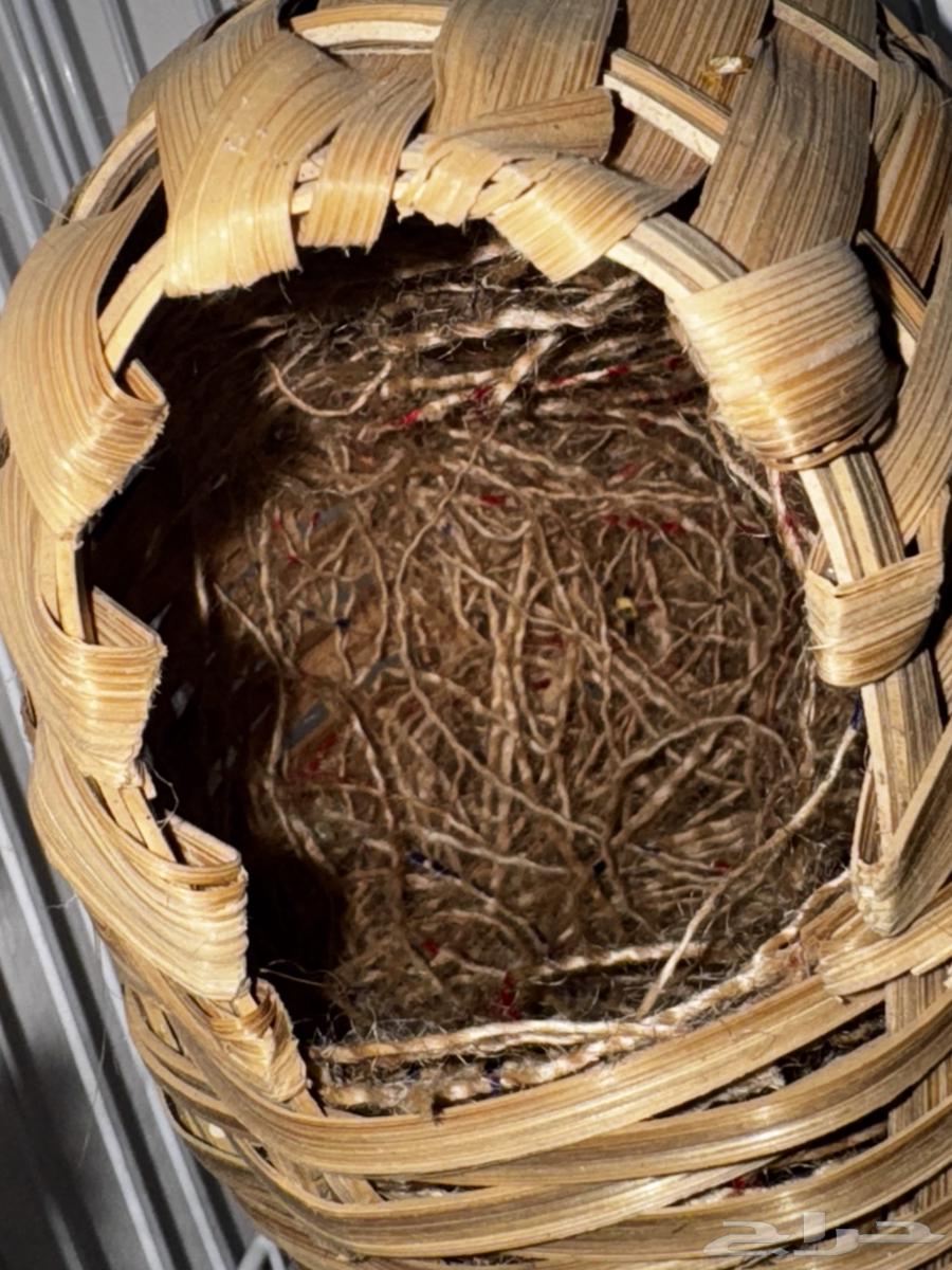 طيور زيبرا (فنجس) جاهزين64369290560002111