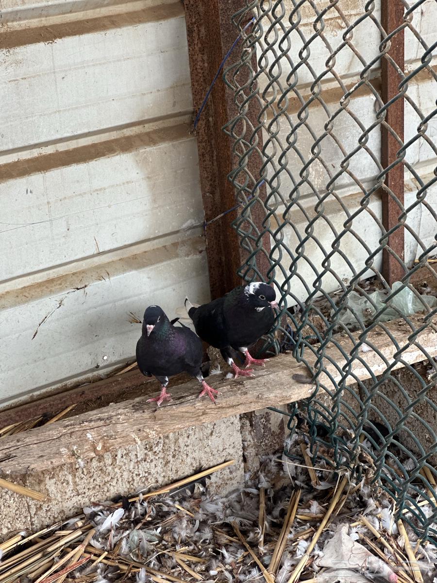 حمام قطايف64364922208258112