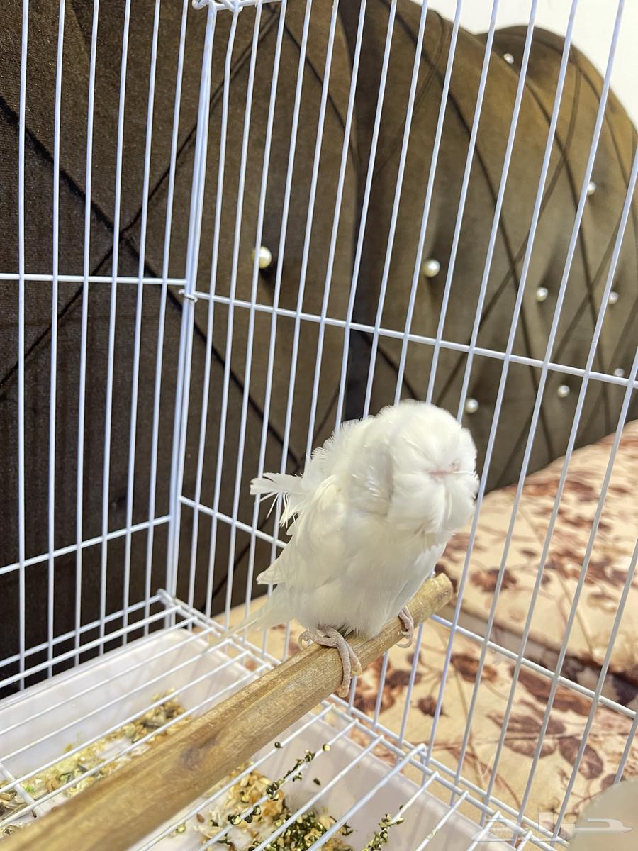 ذكر بادجي هوقو64364292101507110