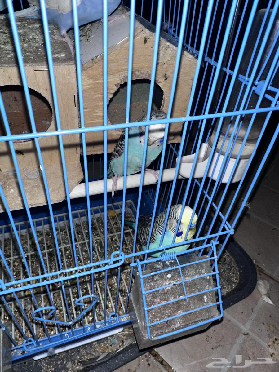 جوزين بادجي طيور الحب64364470534018111