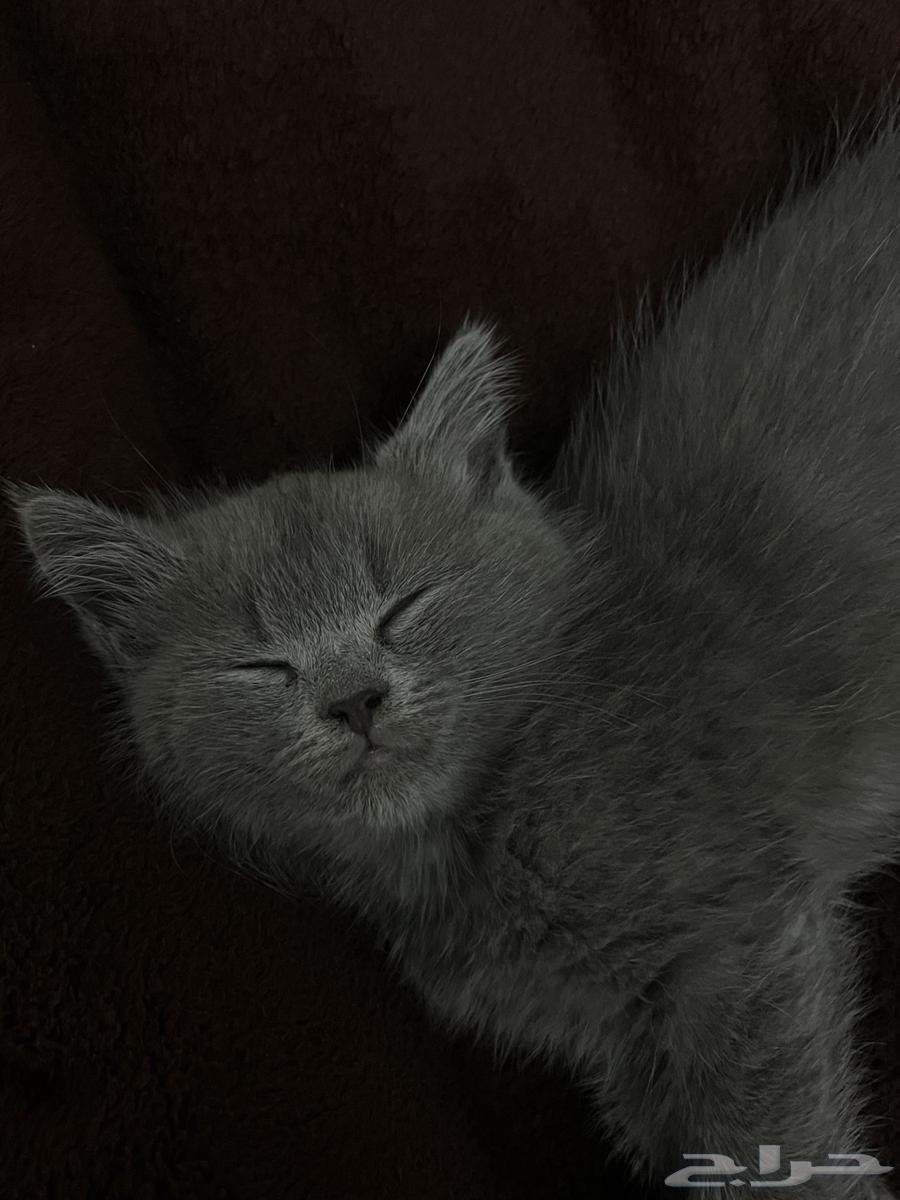 قطه سكوتش للبيع64375798390915113