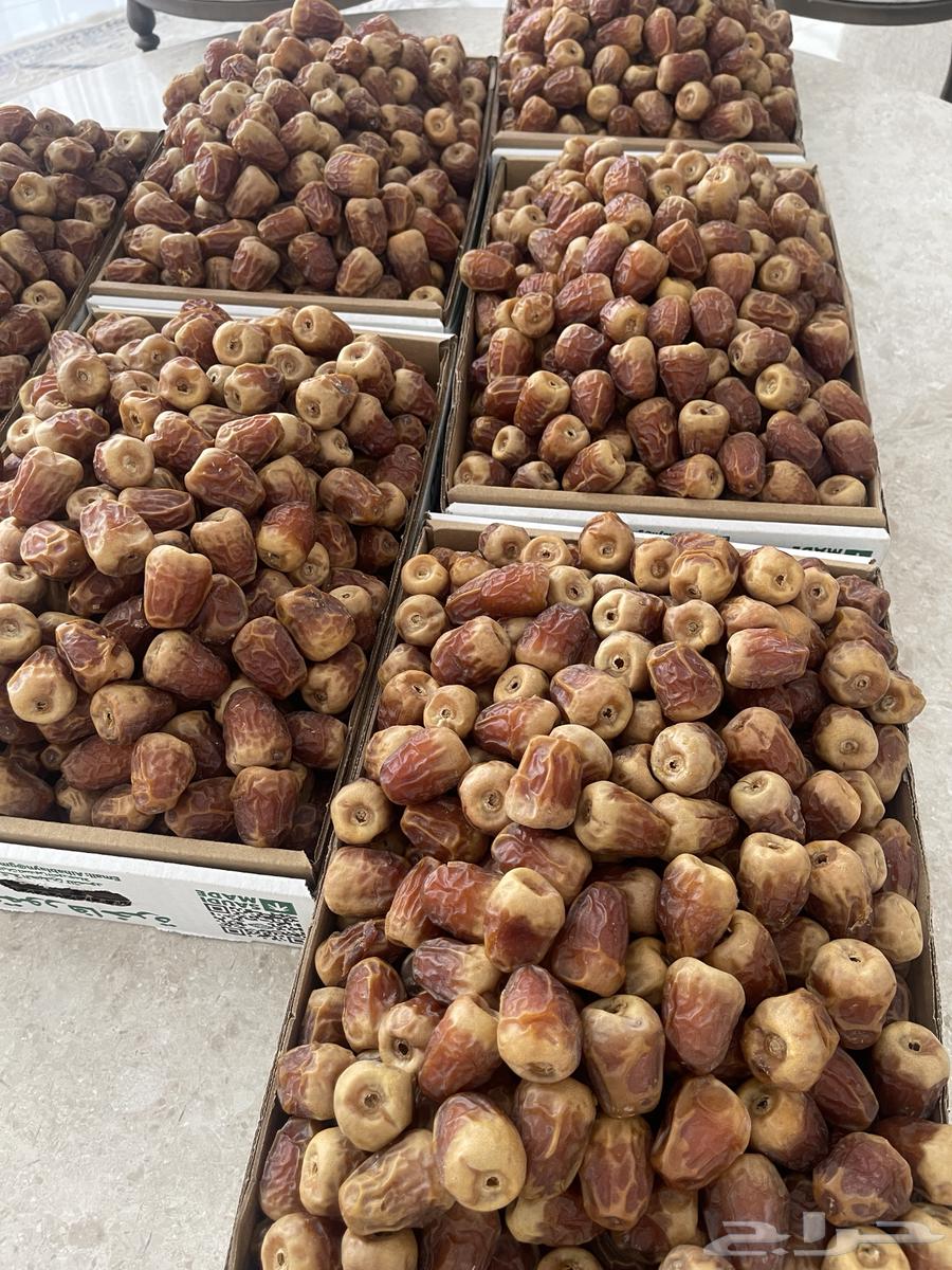 تمر جالكسي فاخر مطوق وياكل العين64368354273027110