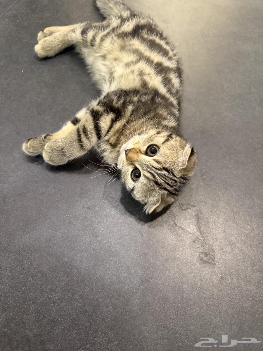 Kitten Scotch64366953069570110