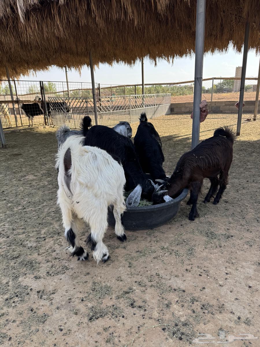 تيوس للبيع64370453439875110