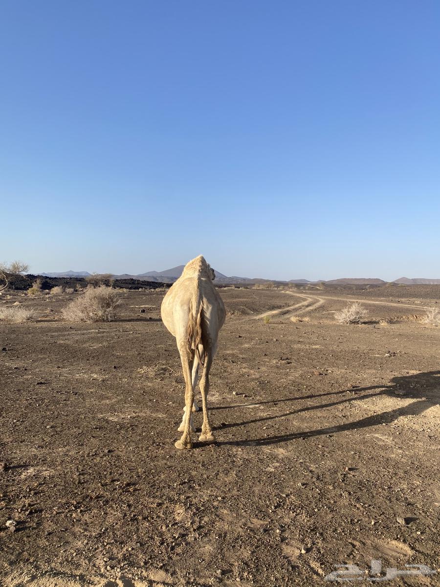 ناقه حايل للبيع نقبل العروض64370115052162113