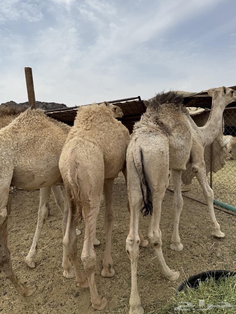 للبيع قعدان شقح الشحم فل طيبات وبريات64366351816065113