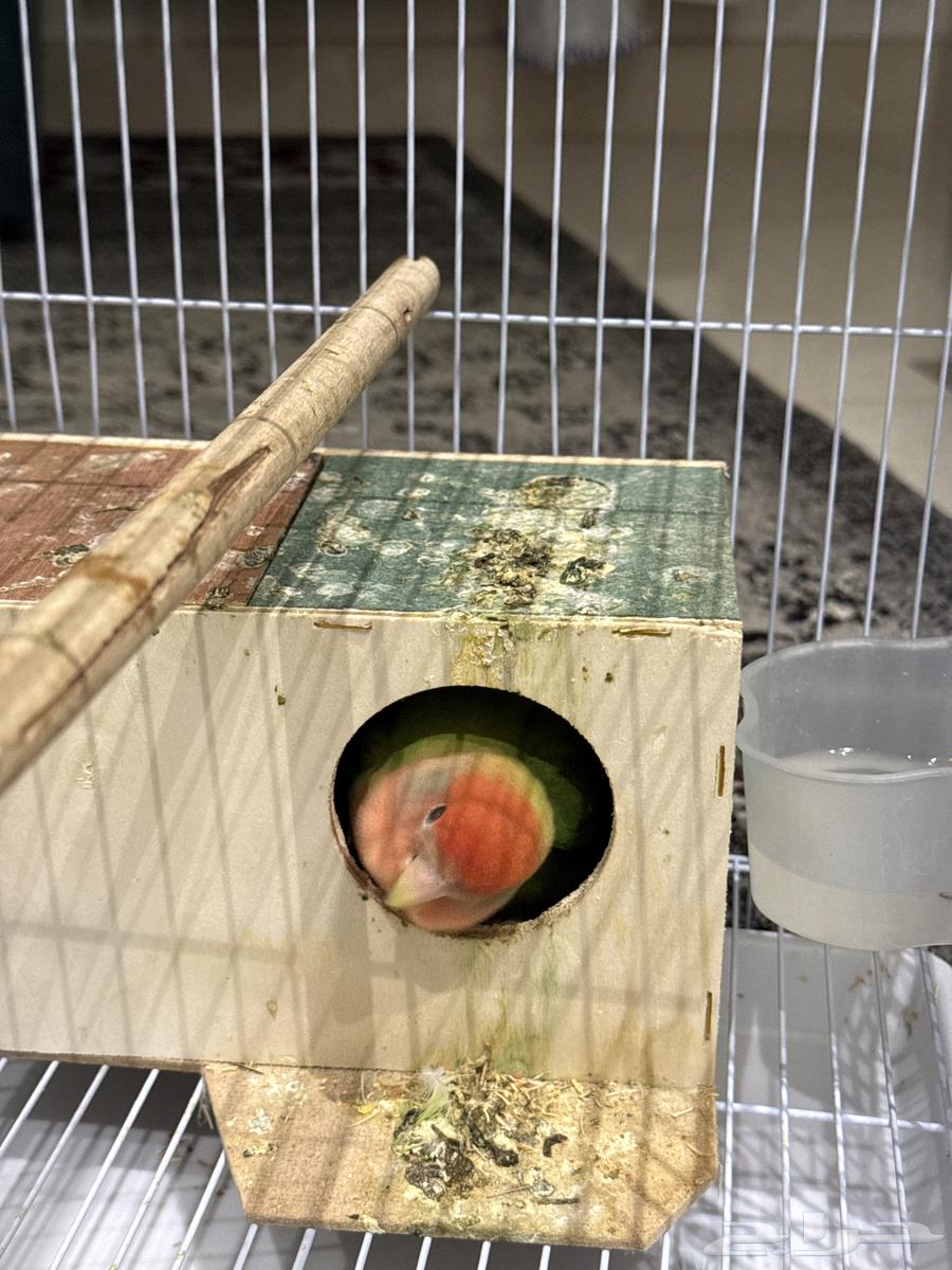 للبيع زوج روز اليف مع فروخهم64373268191489113