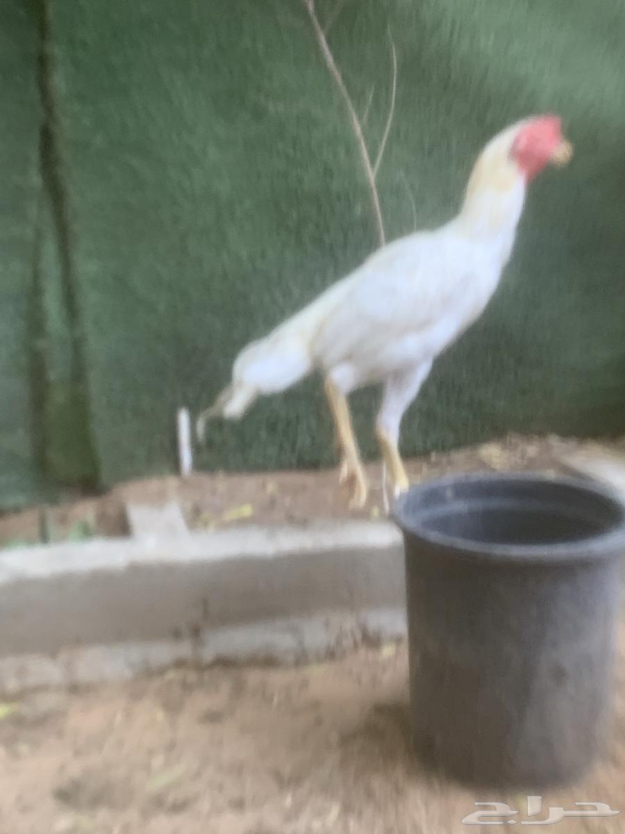 ديكين فارسيه واحد شامو64370064176002114