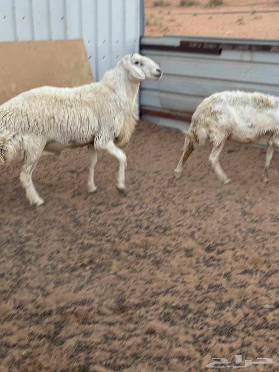 فحل حري صنف حرش64366893971074111