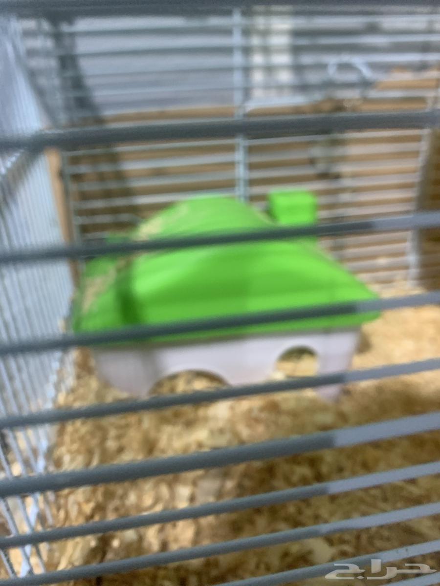هامستر للبيع أنثى عمر 9 شهور قفص معى الأكل معى القش64374009533186110