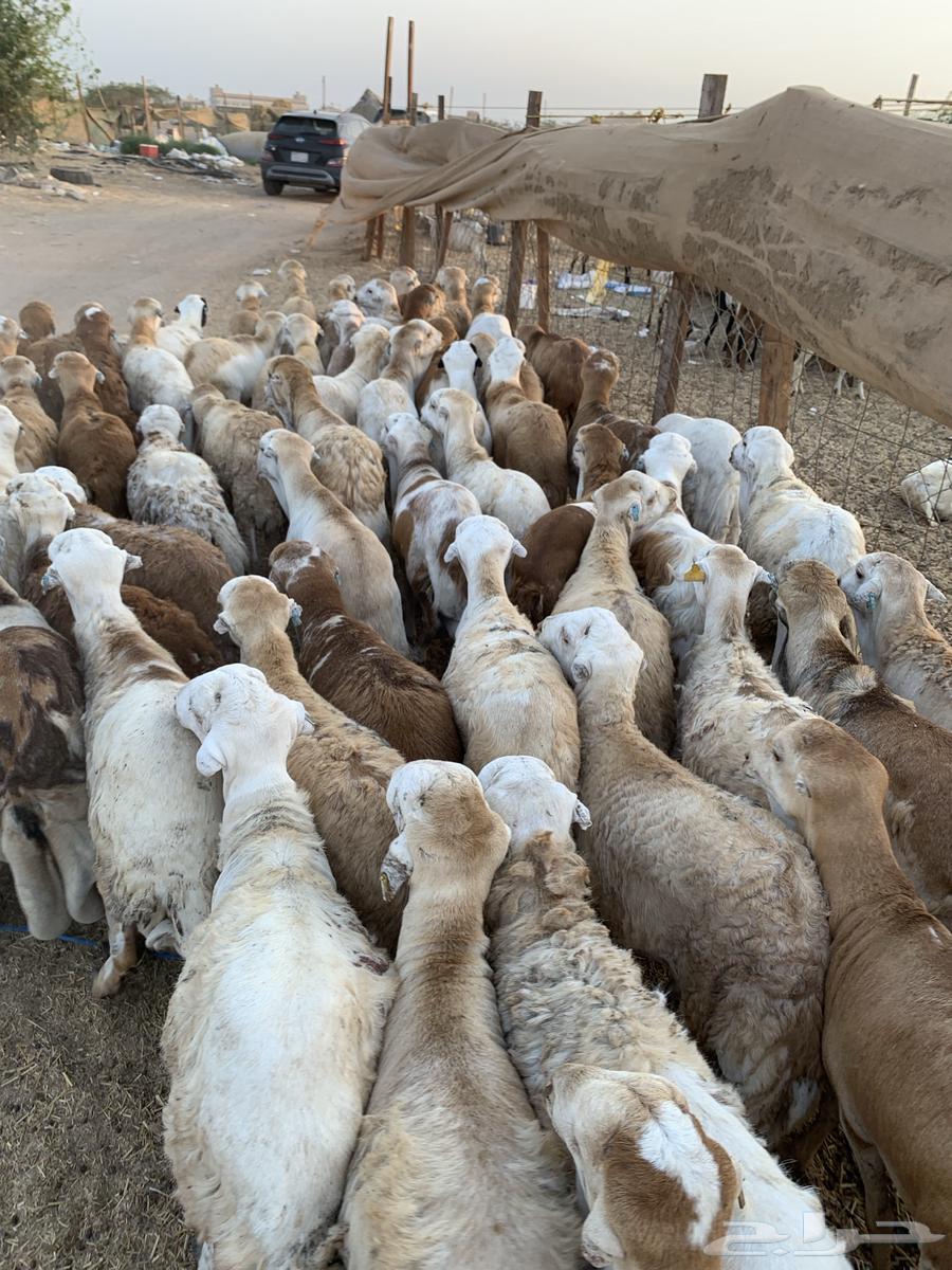 70 طليان رفيدي64367158287875113