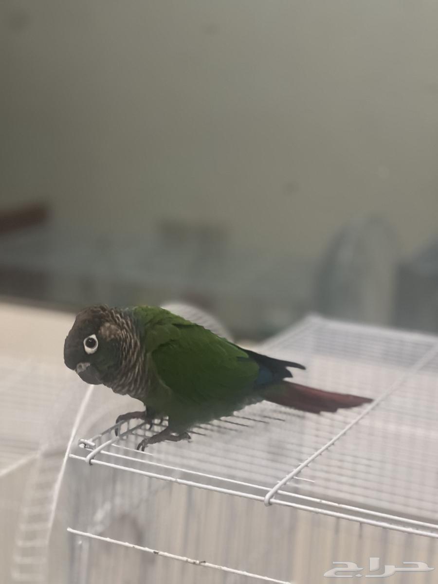 عصافير للبيع الليفه ( روز   كروان   كنيور)64364203444225111
